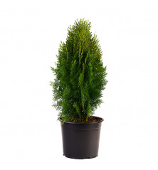 Thuja Aurea Nana M 19cm