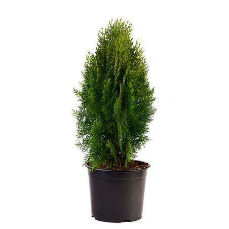 Thuja Aurea Nana M 19cm