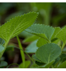 Semilla de Borraja Movera