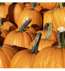 semillas de calabaza