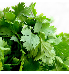 semilla de cilantro