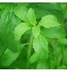 semilla de stevia