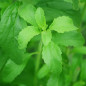 semilla de stevia