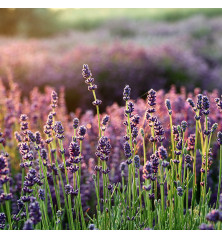 semilla de lavanda