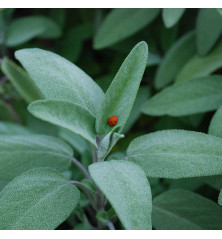 semilla de salvia