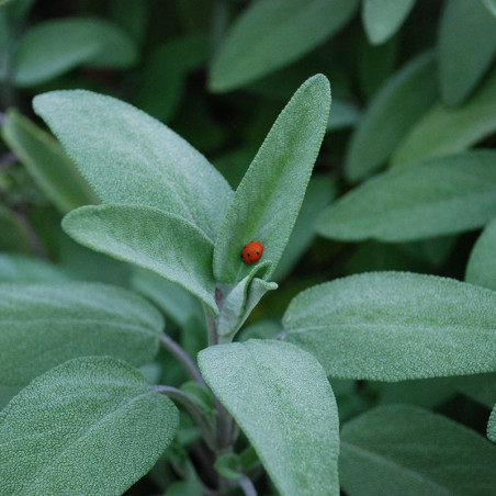 semilla de salvia