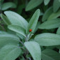 semilla de salvia