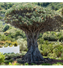 semilla de drago de canarias