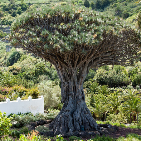 semilla de drago de canarias