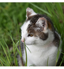 semilla Hierba para gatos