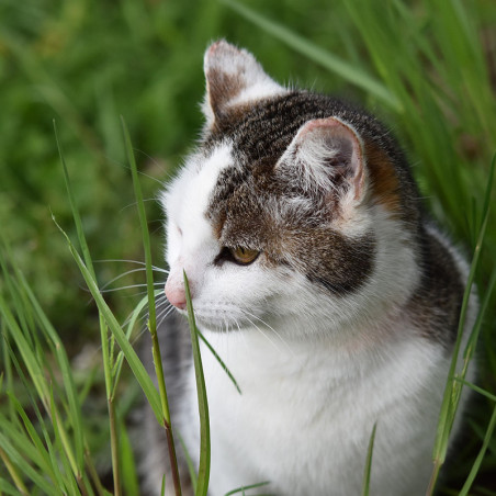 semilla Hierba para gatos