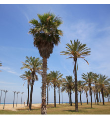 semilla de washingtonia filifera