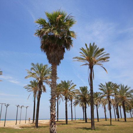 semilla de washingtonia filifera