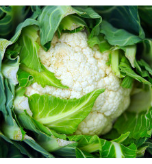 Semilla de coliflor premiá