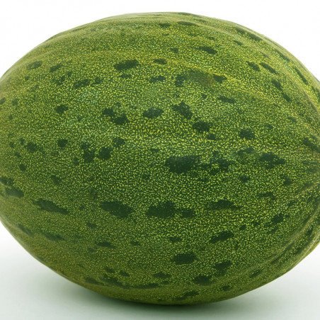 Semilla melon piñonet piel de sapo - ricamiel