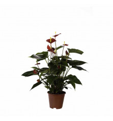 Anthurium de 60 cm