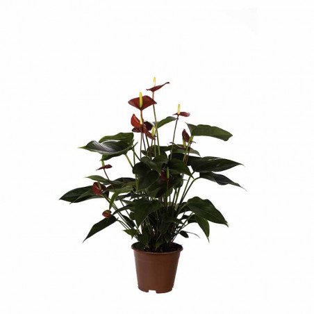 Anthurium de 60 cm