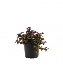 Tradescantia Zebrina M 12cm