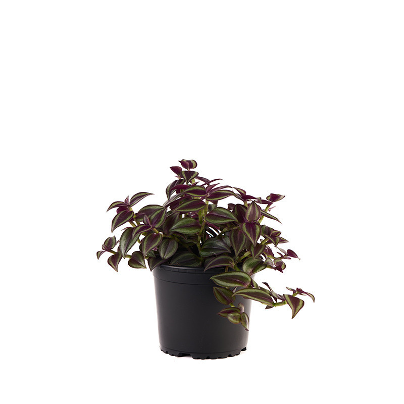 Tradescantia Zebrina M 12cm