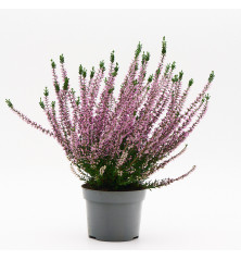 Calluna (Brezo) M12