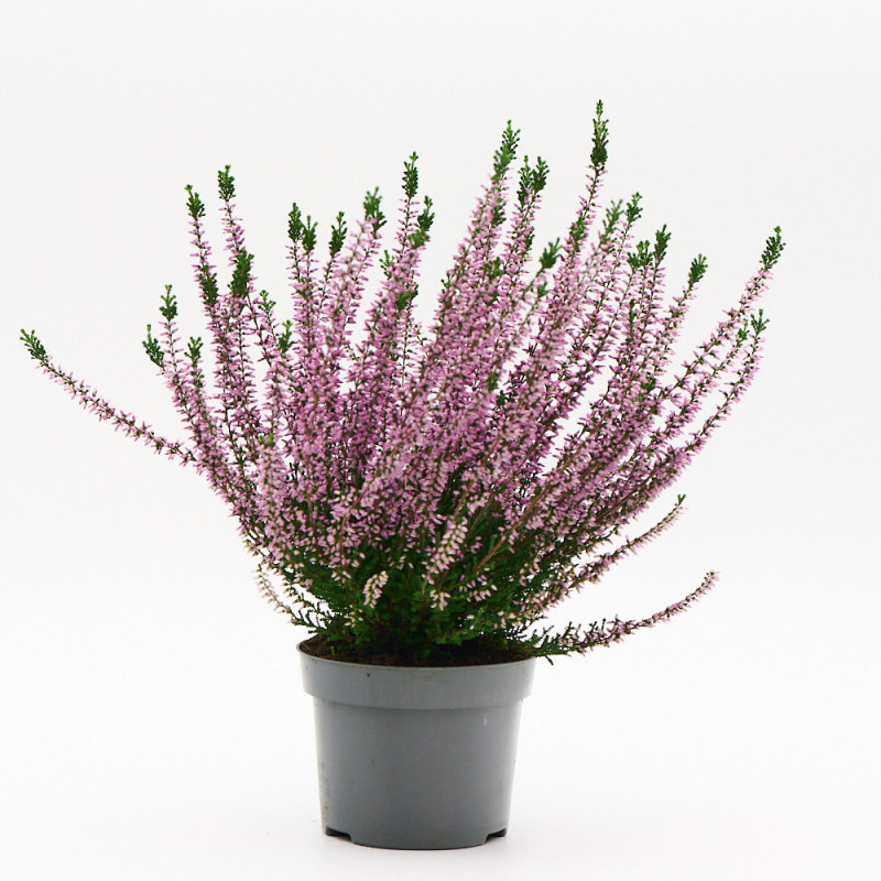 Calluna (Brezo) M12