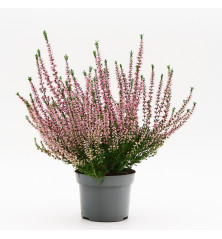 Calluna (Brezo) M12