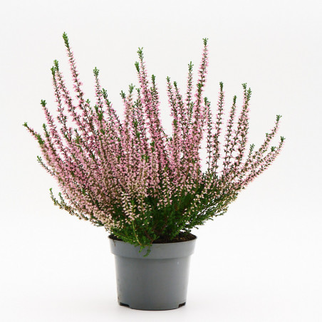 Calluna (Brezo) M12