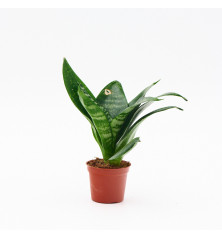 Sansevieria Hahnii M6