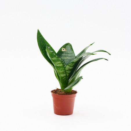 Sansevieria Hahnii M6