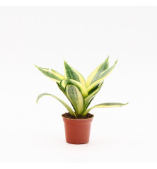 Sansevieria Hahnii M6