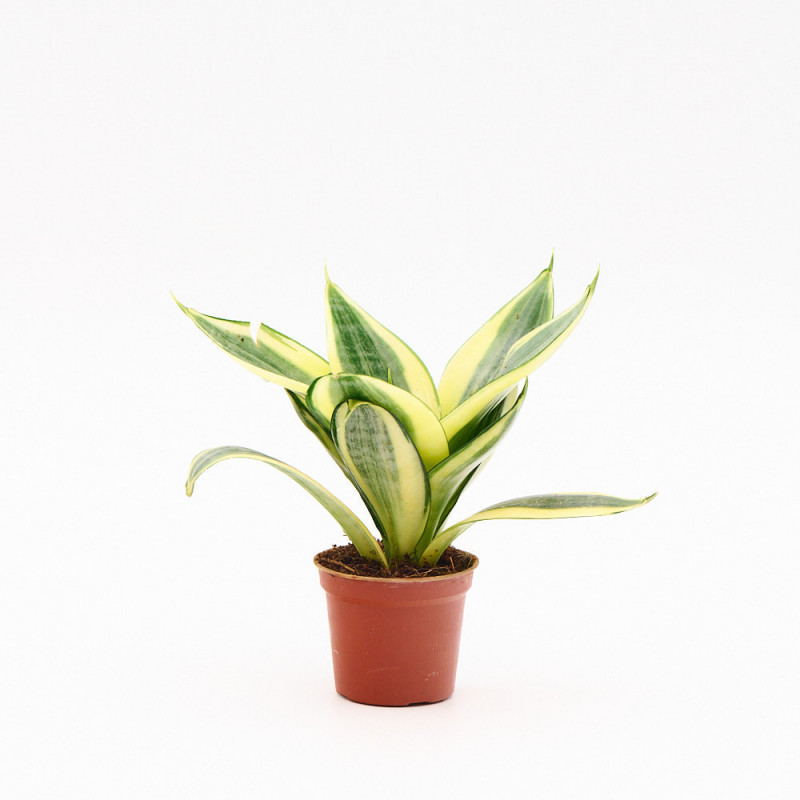 Sansevieria Hahnii M6