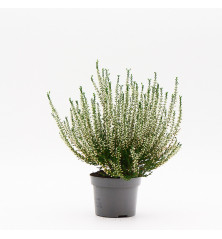 Calluna (Brezo) M11 blanco