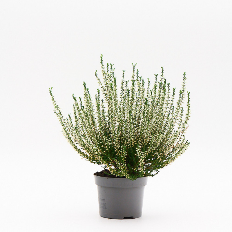 Calluna (Brezo) M11 blanco