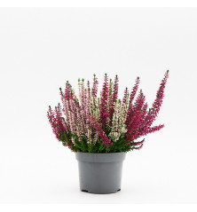 Calluna (Brezo) tricolor M12