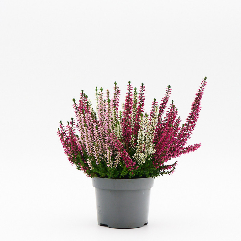 Calluna (Brezo) tricolor M12