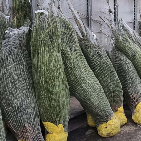 abeto de navidad (abies escelsa)