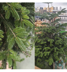 abeto de navidad (abies nordmandiana)