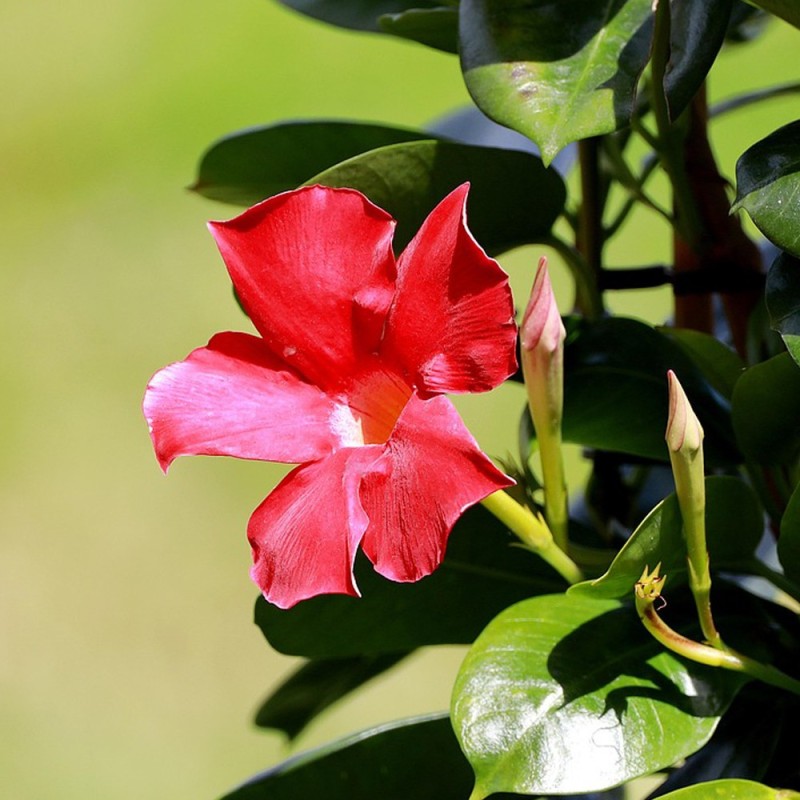 Dipladenia Dipladenia