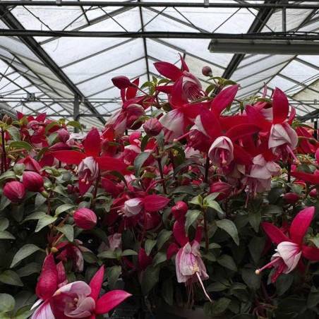 Fucsia (pendiente de la reina) M 17 Cm