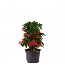 Ardisia Crenata M 14 cm