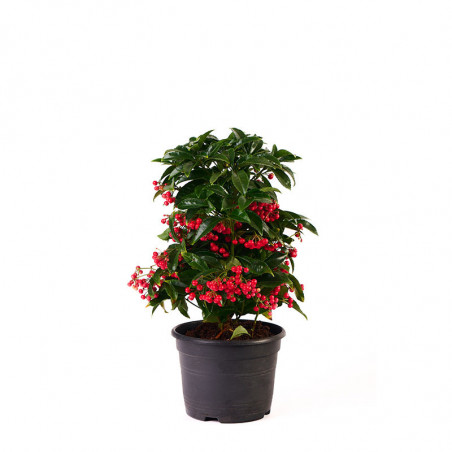 Ardisia Crenata M 14 cm