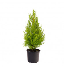 Cupressus Goldcrest M 13 cm