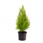 Cupressus Goldcrest M 13 cm