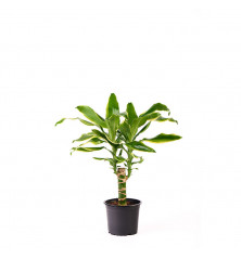 Dracena Goldcoast M 11 cm