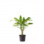 Dracena Goldcoast M 11 cm