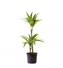 Dracena lemon 2 Troncos