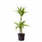 Dracena lemon 2 Troncos