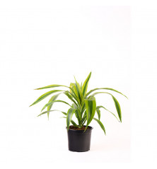 Dracena Lemon M 17 cm