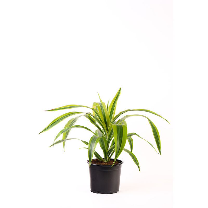 Dracena Lemon M 17 cm