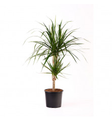 Dracena Marginata 2 Troncos